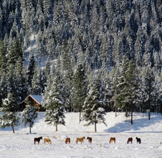 Horses grazing